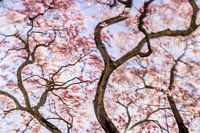 Tanzende Magnolie: Bezaubernde rosa Magnolie in der Frühlingssonne