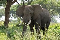 African elephant, Loxodonta africana