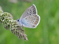 Common Blue Butterfly