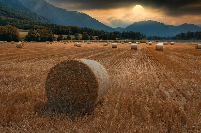 The cornfield by Markus Moser