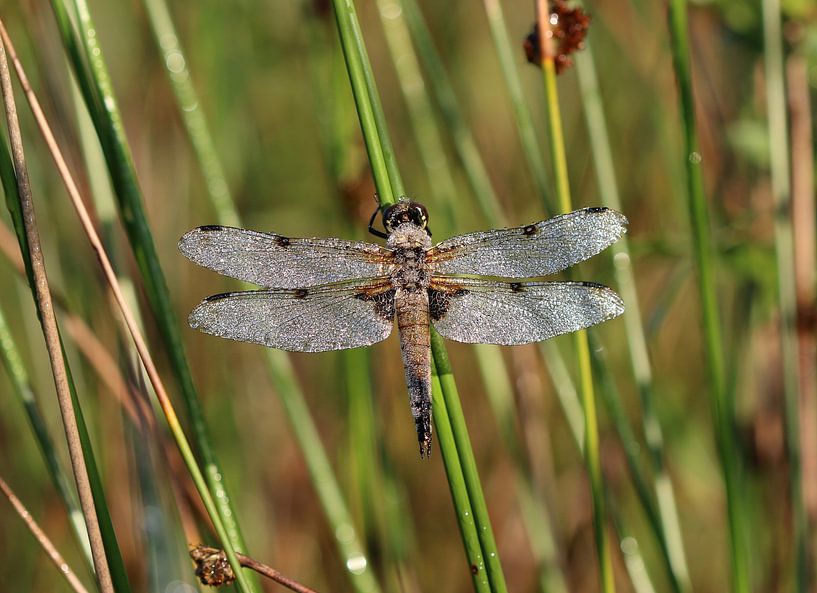 Quatre taches par Matthias Brix