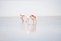 Flamingo's