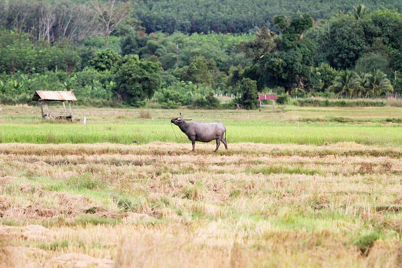 Landscape on Koh Yao Noi by Levent Weber