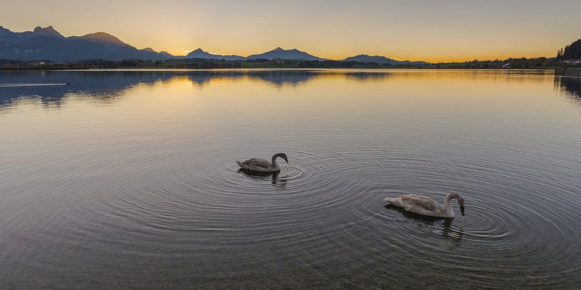 Schwäne, Sonnenuntergang, Hopfensee von Walter G. Allgöwer