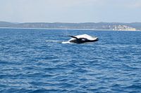 Duik van een bultrug vlakbij de kust