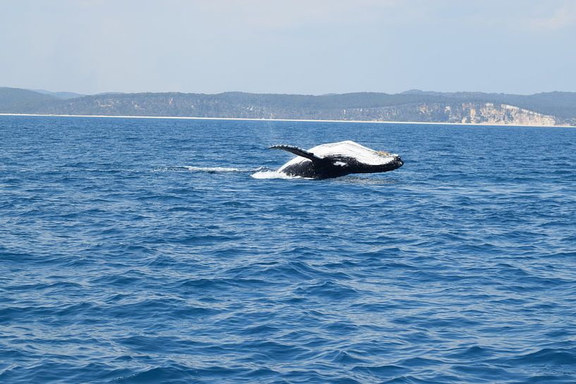 Duik van een bultrug vlakbij de kust by Bianca Bianca