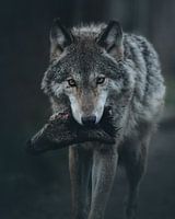 wolf with prey