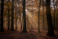 Rayons d'automne sur bredelaan