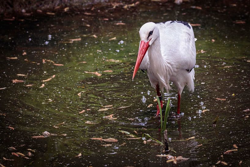 Cigogne par Rob Boon