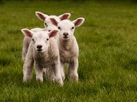Lammetjes Texel