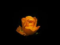 Yellow Rose
