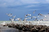 Baltic Sea Gulls