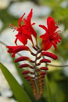 Crocosmia Lucifer