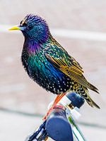 starling