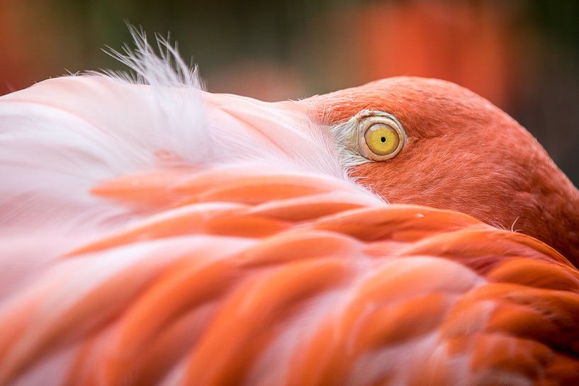 Un joli rose n'est pas laid par Reversepixel Photography