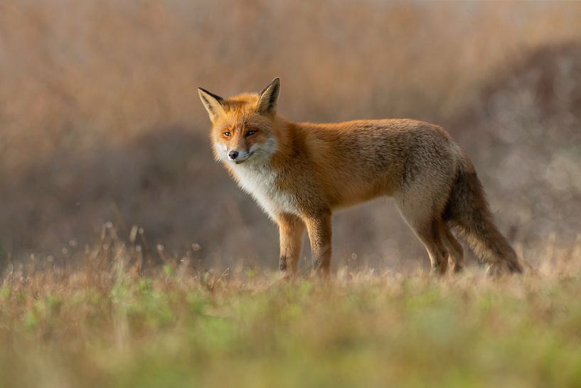 Märchen von Anna Stelloo