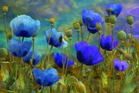 blauer Mohn