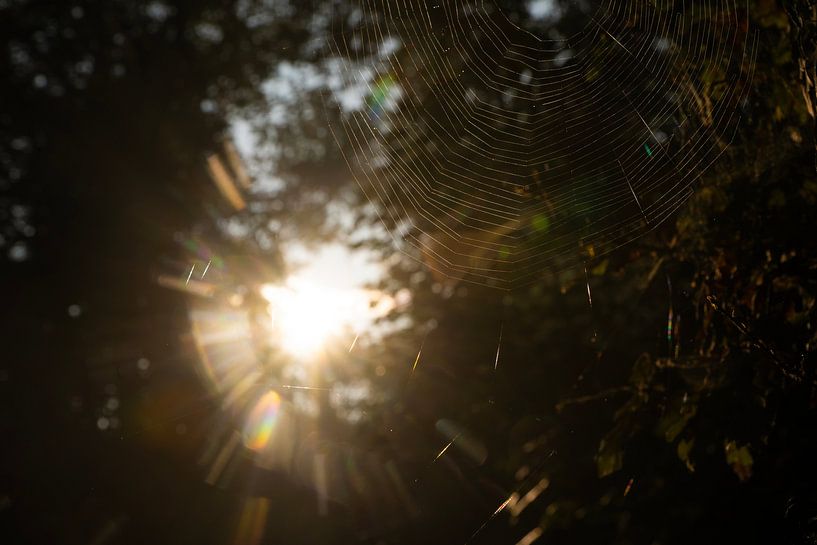 Breda Liesbos in the fog by Egon Zitter