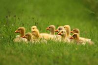 10 kleine Gänse
