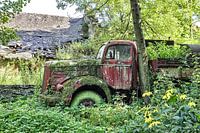 Lost In The Pine Cones