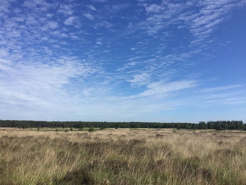 Heather par Dean Martens