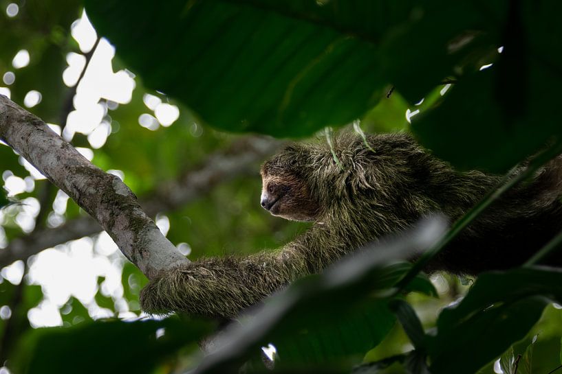 Paresseux - Le symbole de la tranquillité dans les parcs nationaux du Costa Rica par Rick Massar