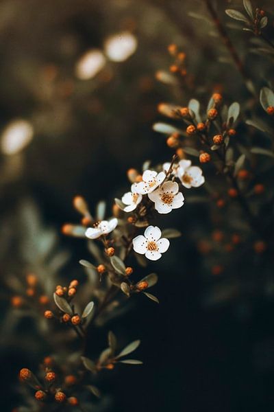 At The Wayside No 2 von Treechild