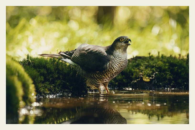 Sperber von Gijs te Pas