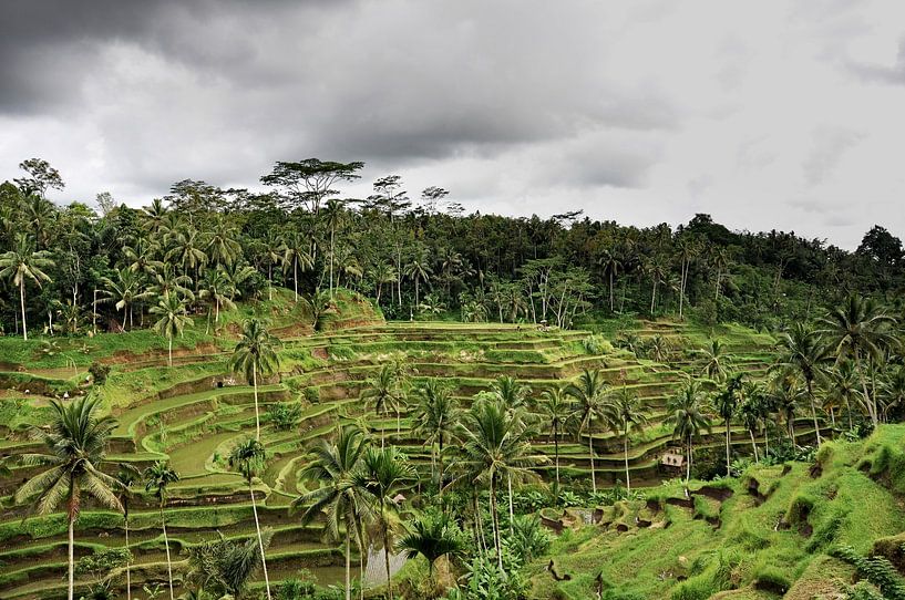 Threatening skies on the terraces of Tegallalang by Frank Photos