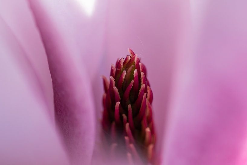 Nahaufnahme Magnolie von René van der Horst