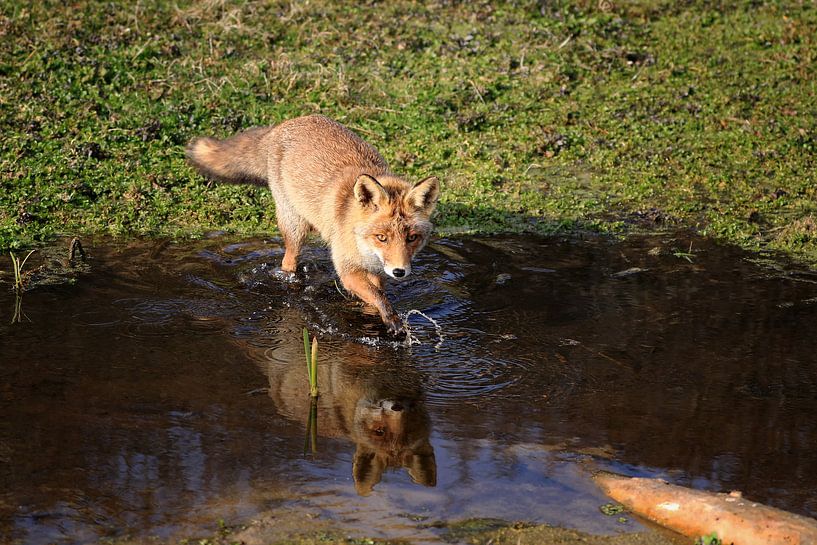 Fuchs von Margaretha Gerritsen