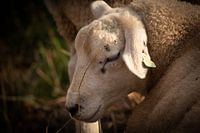 Ein Schaf aus der Nähe