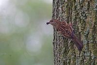 Huismus doet boomkruiper na