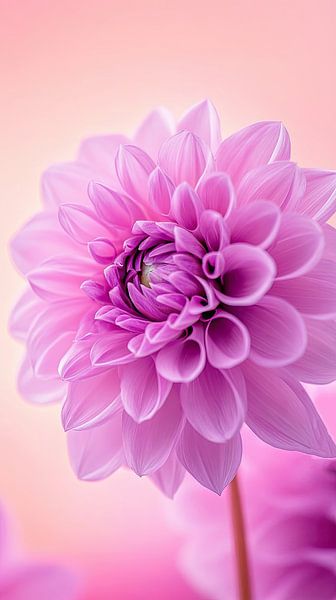 Macro fleur de dahlia par Vlindertuin-Art