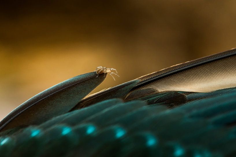 La mort engendre la vie par Danny Slijfer Natuurfotografie