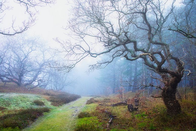 Alte Eiche von peterheinspictures