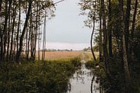 Une matinée tranquille dans le Weerribben