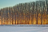 Winter in Nederland bij zonsopkomst