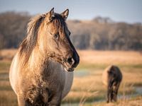 chevaux koniks en liberté