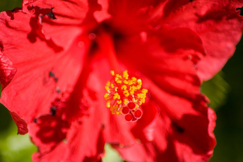 Red Hibiscus by Stefanie de Boer