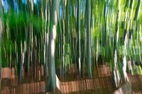 Wald aus alten Buchen