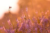 Heide im Sonnenuntergang