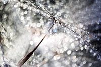 Pusteblume Kristall Glitzer