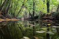 Autumn in the stream