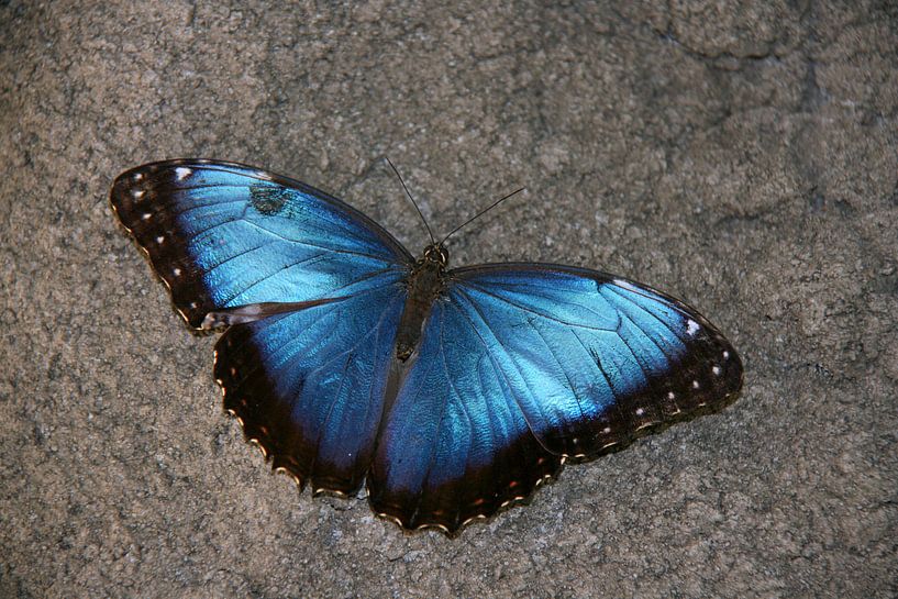 Schmetterling im Schmetterlingsgarten im Zoo Blijdorp 4 von Toekie -Art