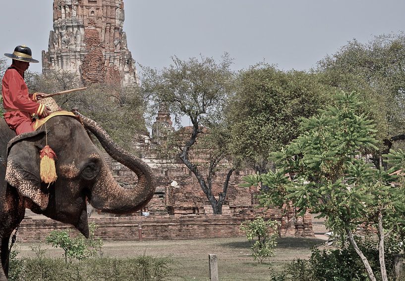 Thailand Elefant von Tom Verhoeven