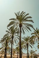 Palm trees