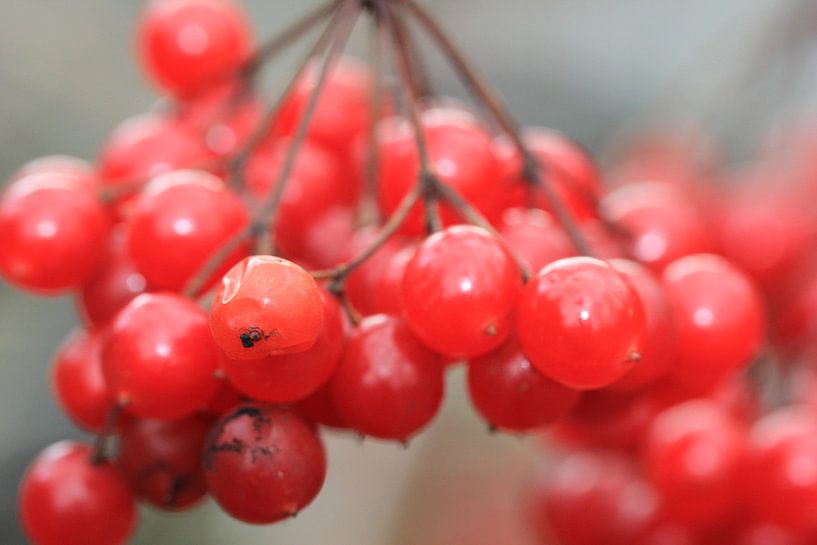 Besjes van Ab Donker