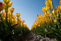 Tulpen