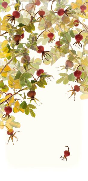 Rose  by Fionna Bottema